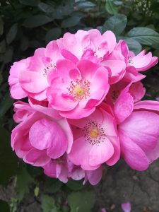 flori roz